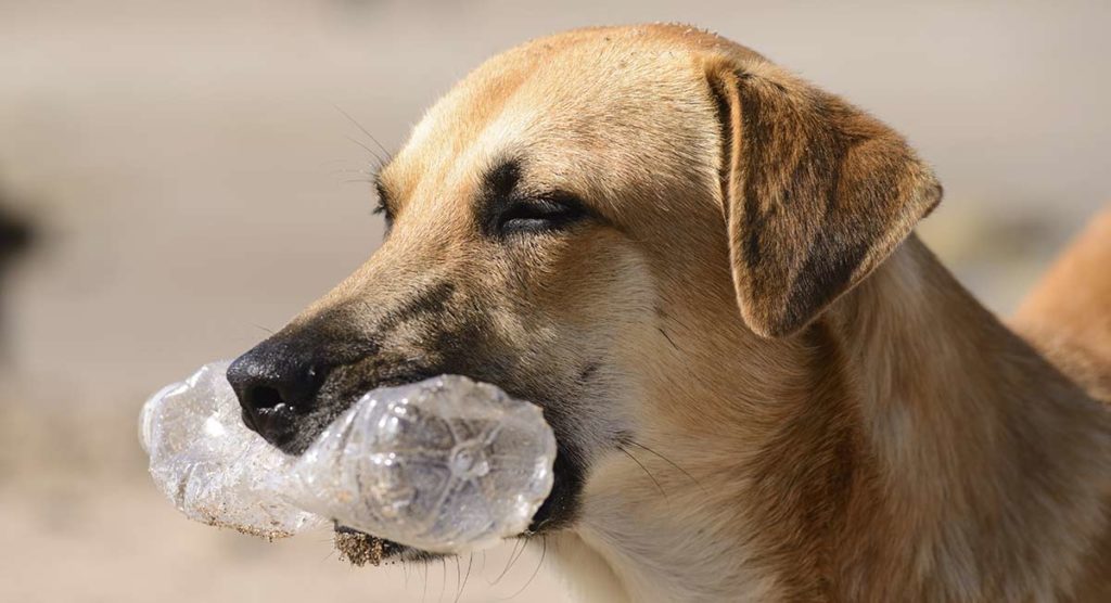 dog ate rubber ball