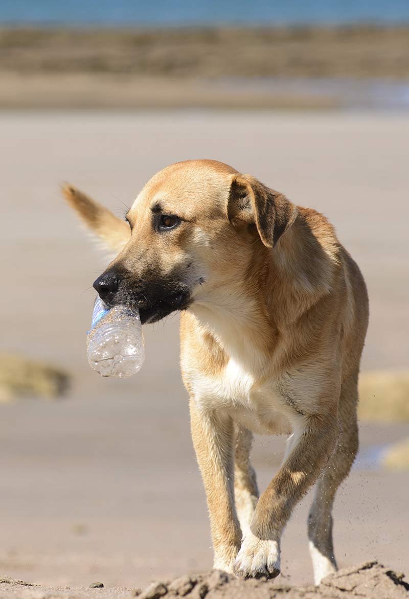 What Types Of Plastic Objects Do Dogs Chew On
