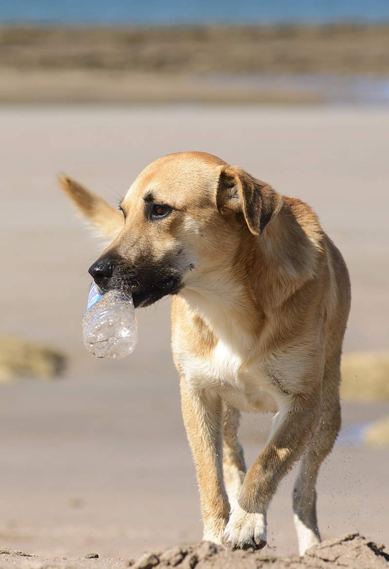 is chewing on plastic bottles bad for dogs