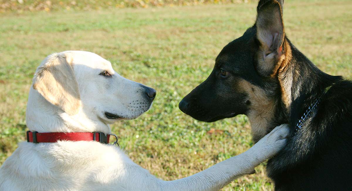 labrador german shepherd dog