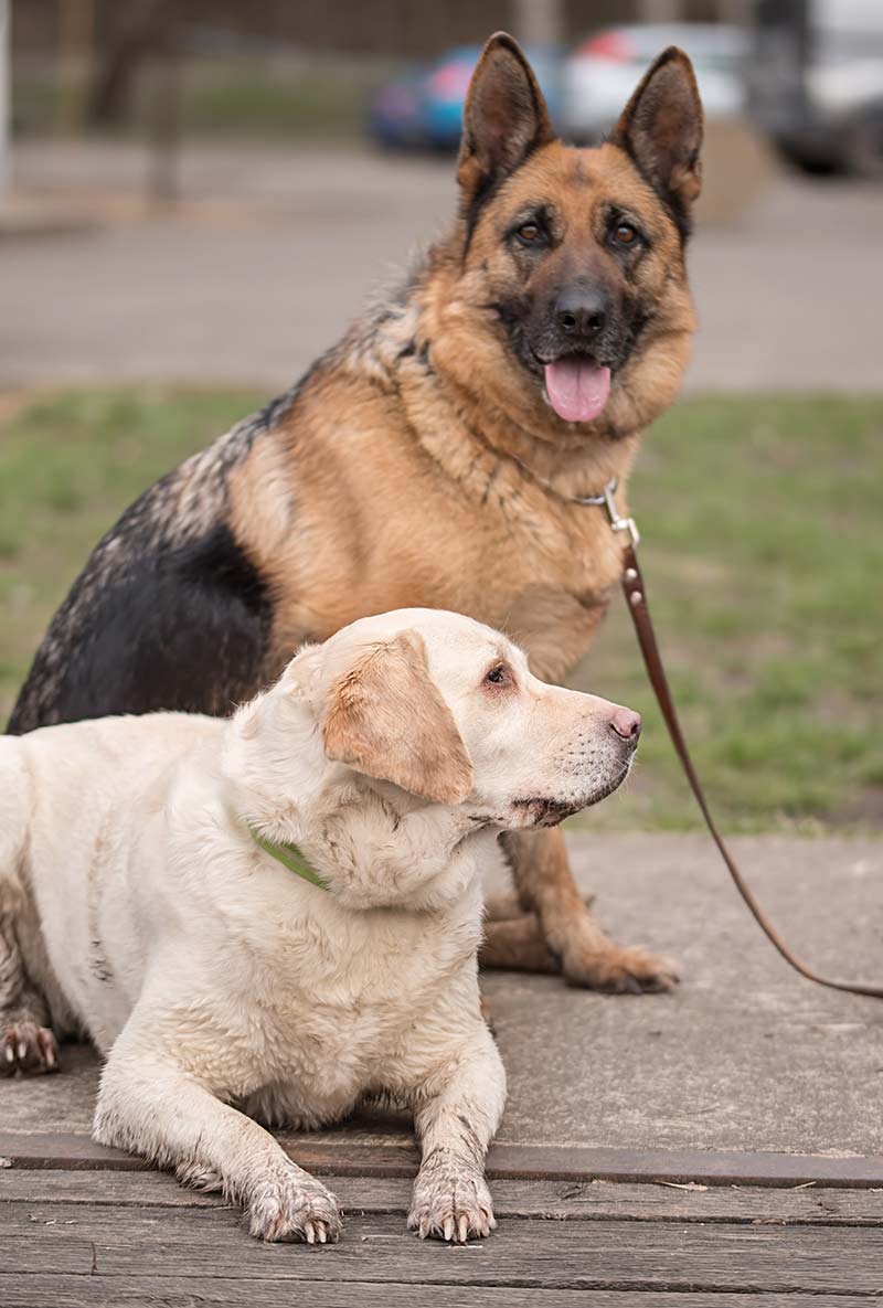 are german shepherds more intelligent than labs