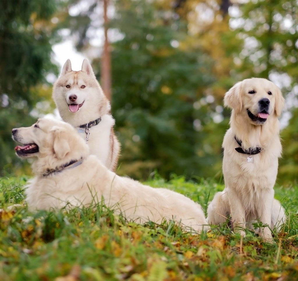 Cute Golden Retriever Husky Mix Puppies For Sale - l2sanpiero