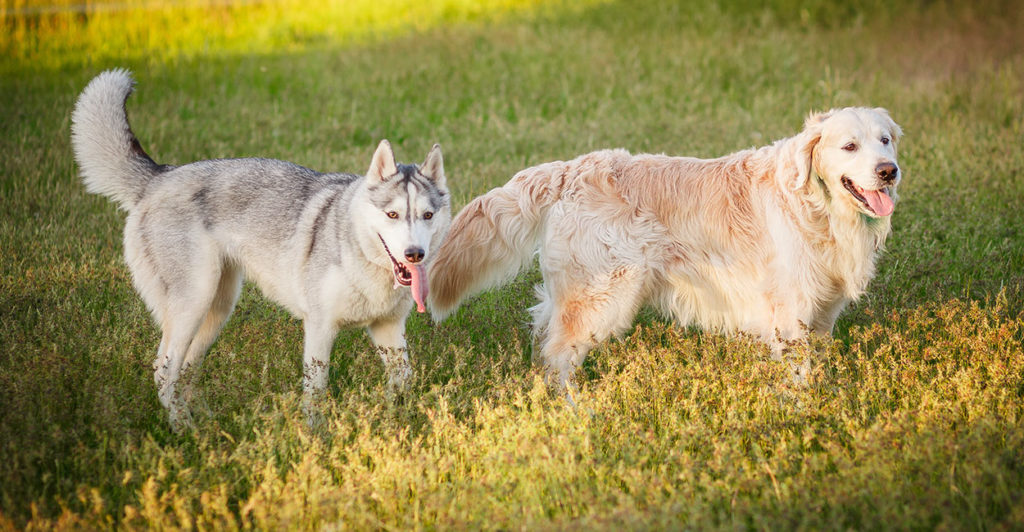 golden retriever husky mix puppies for sale near me