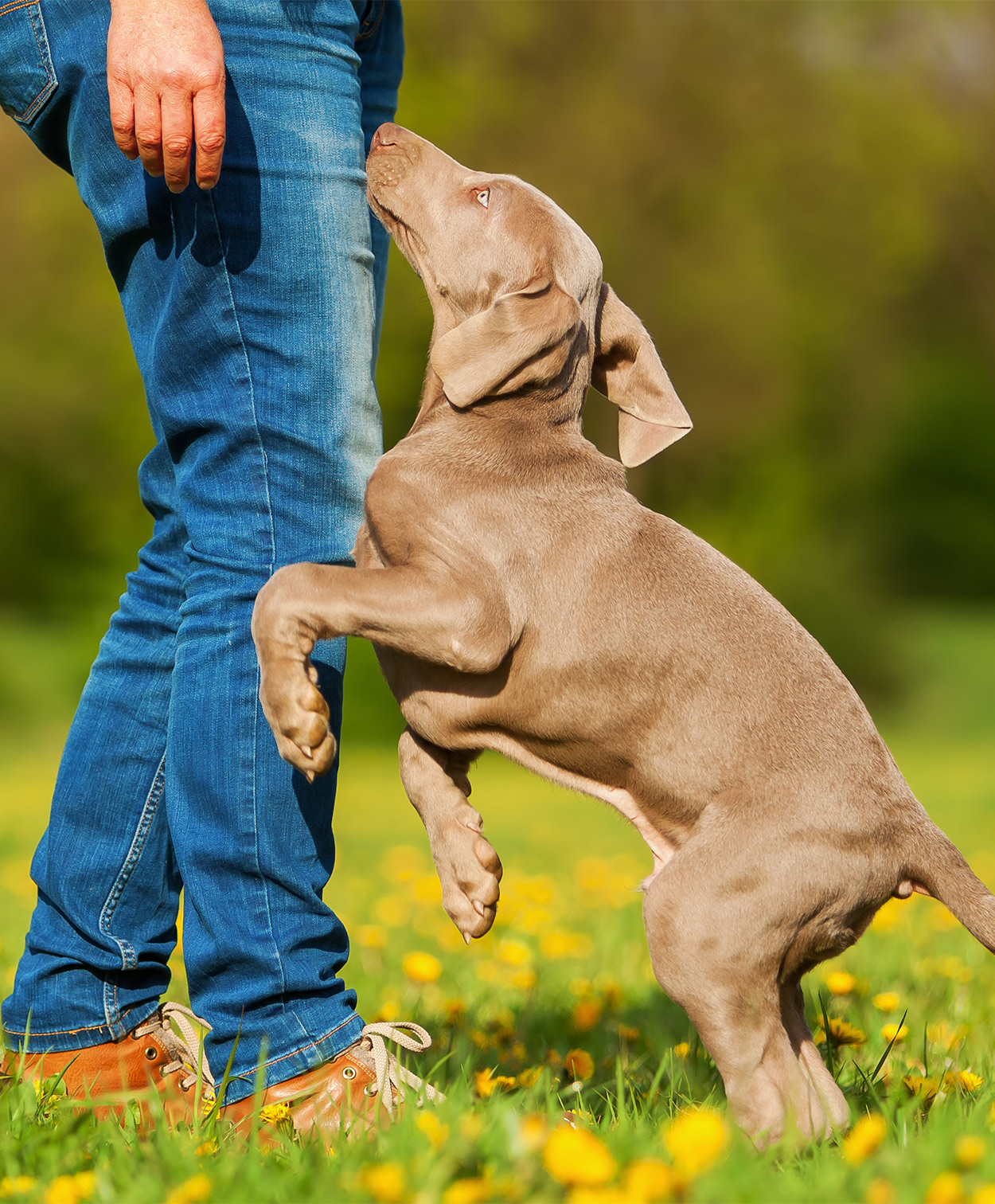 how do i stop my dog from jumping up at visitors