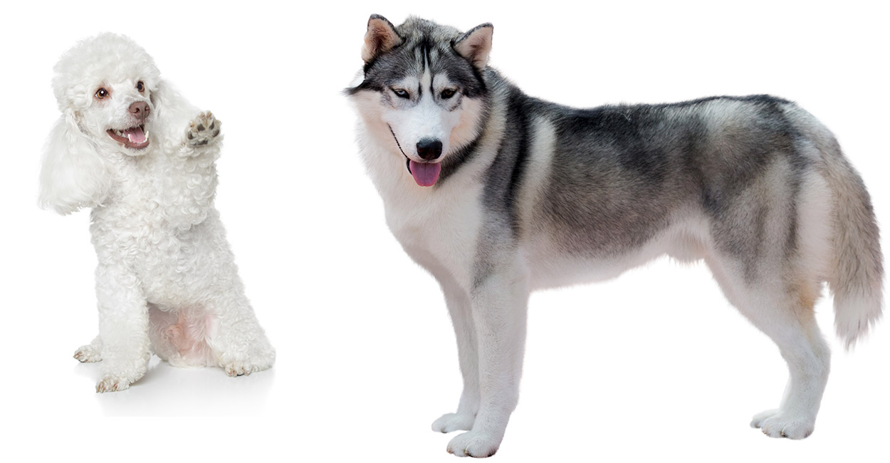 Husky Poodle Mix Breed Information - A Guide To The Huskydoodle Dog