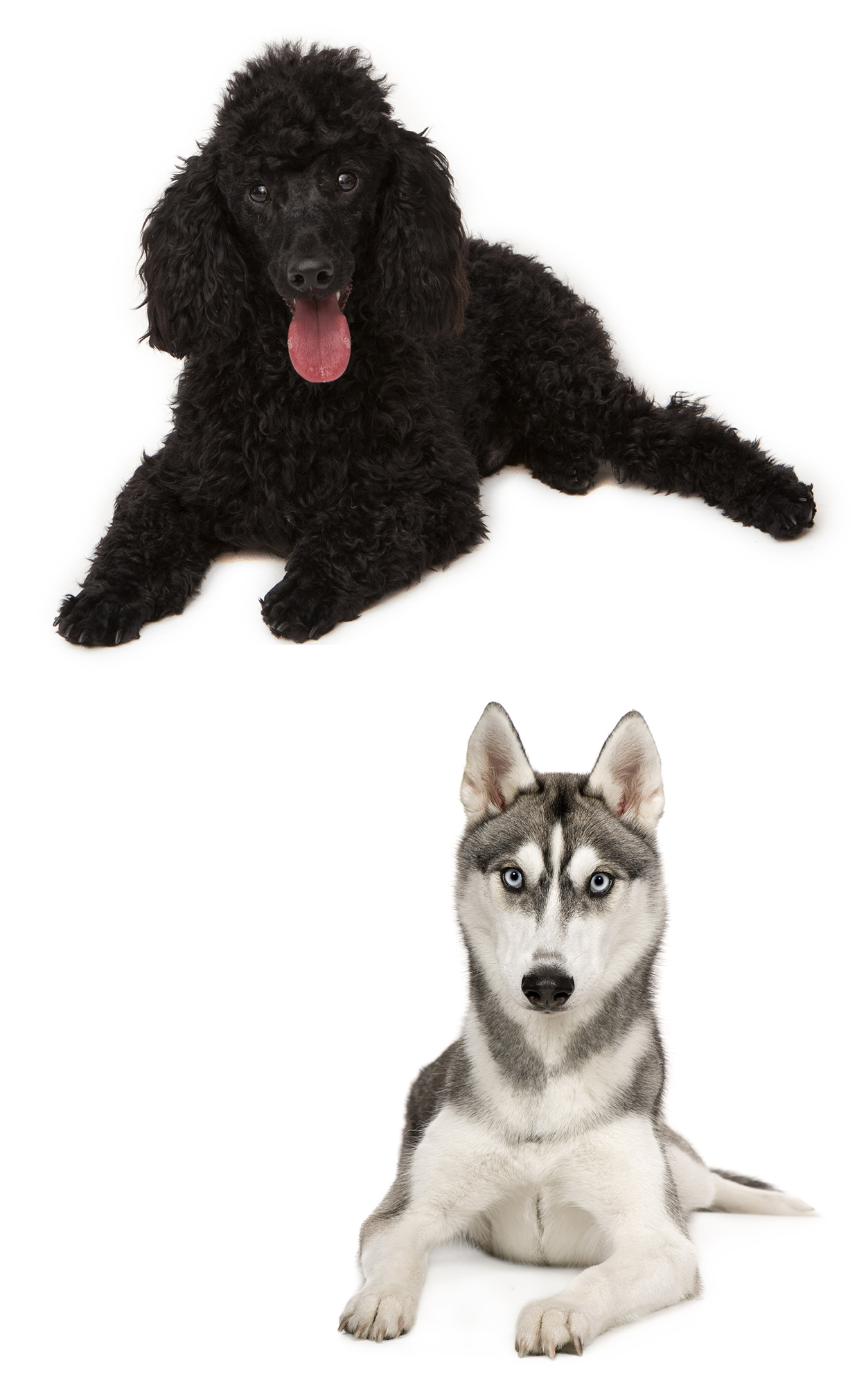 are husky poodles hypoallergenic