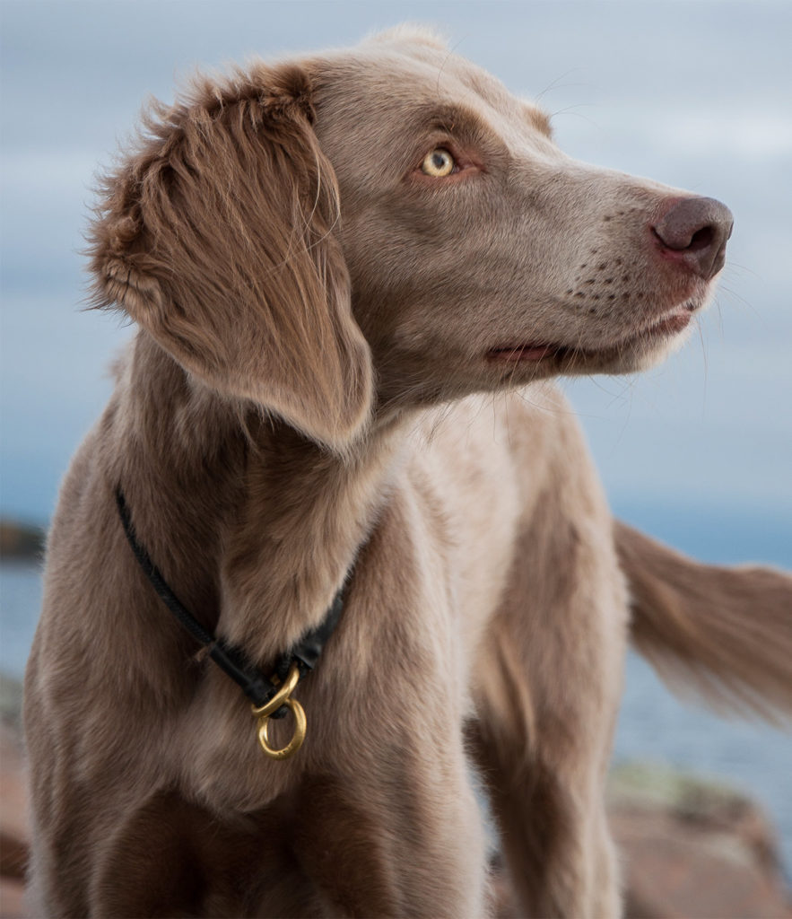 long haired weimaraner