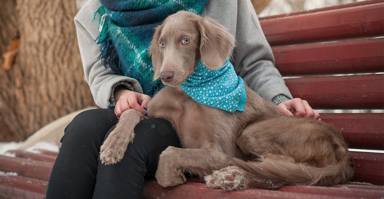 how long do weimaraners eyes stay blue