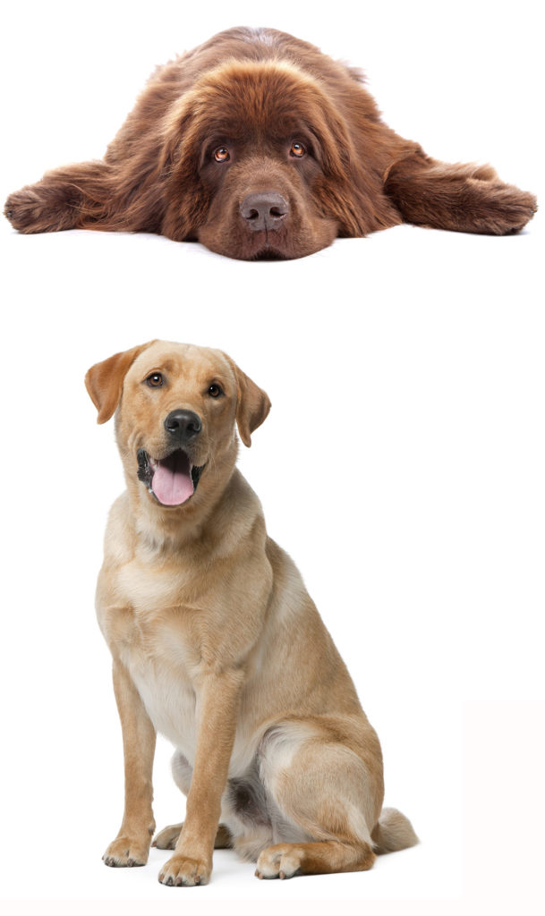 Newfoundland Lab Mix Labrador Retriever crossed with Newfoundland