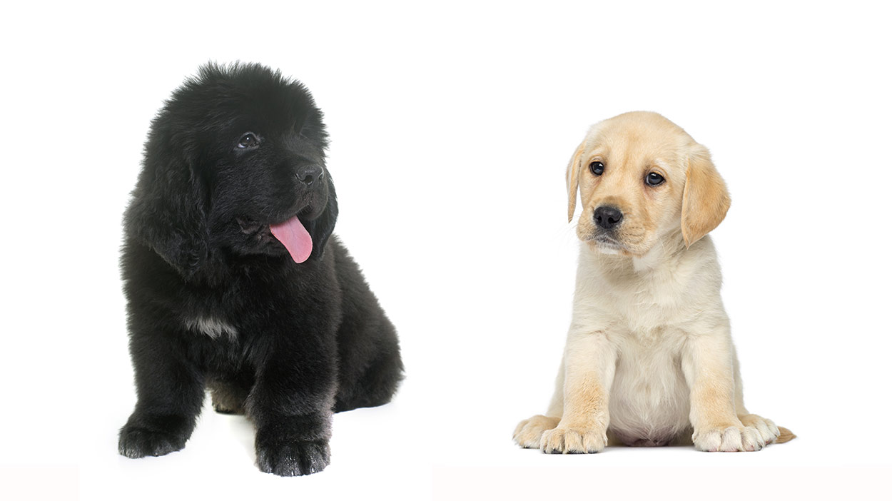 are labradors and newfoundlands related