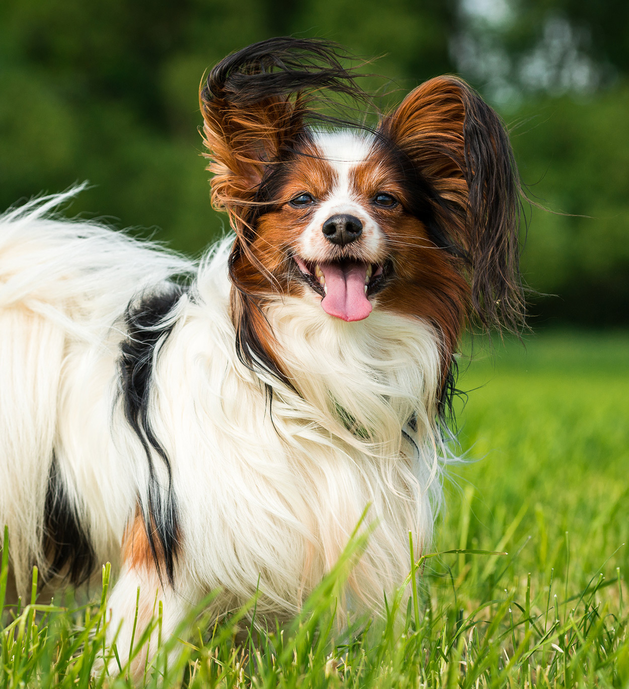 do papillon dogs shed