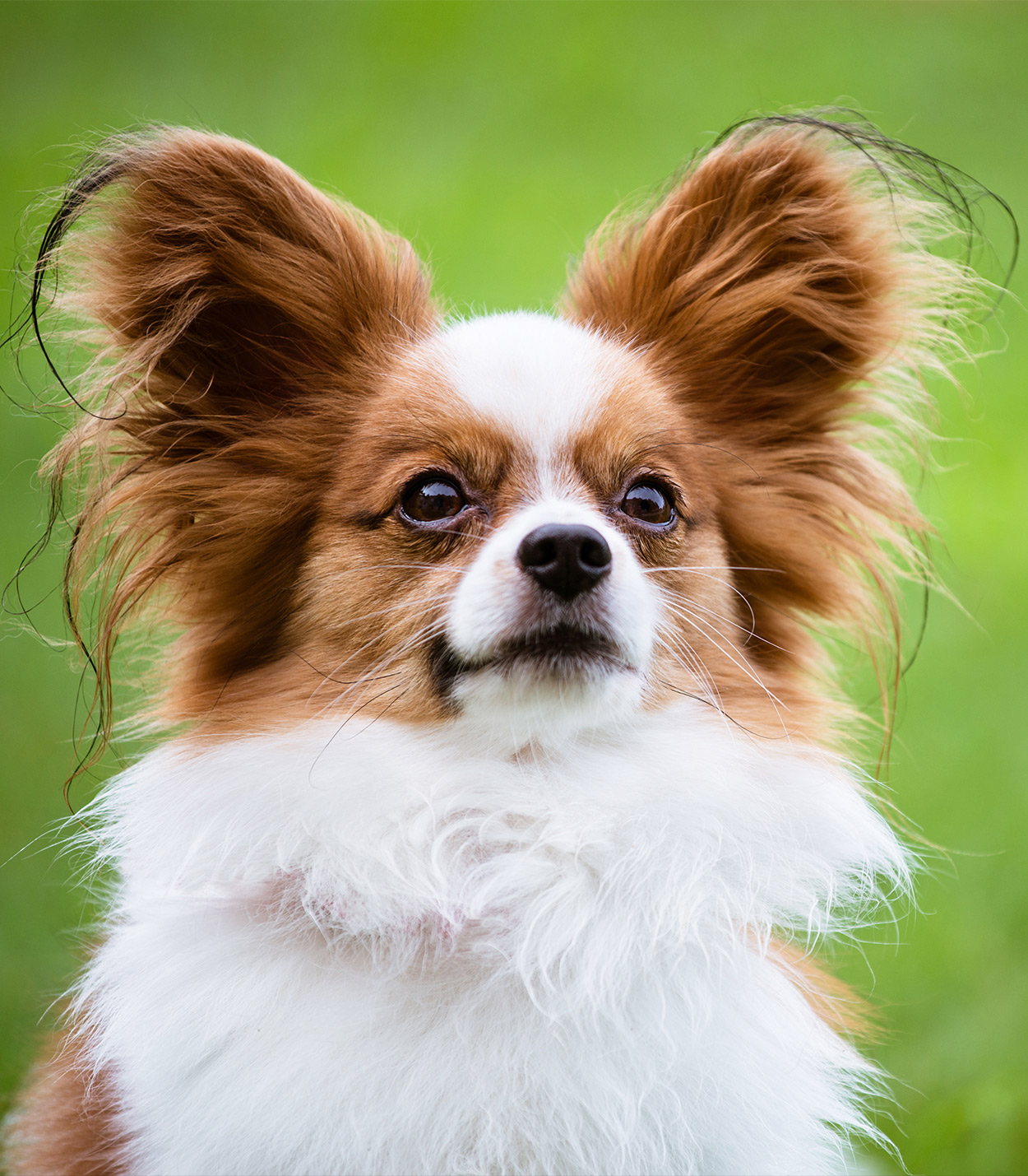 miniature papillon