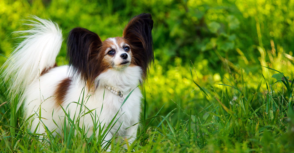 are papillons cuddlyaffectionate