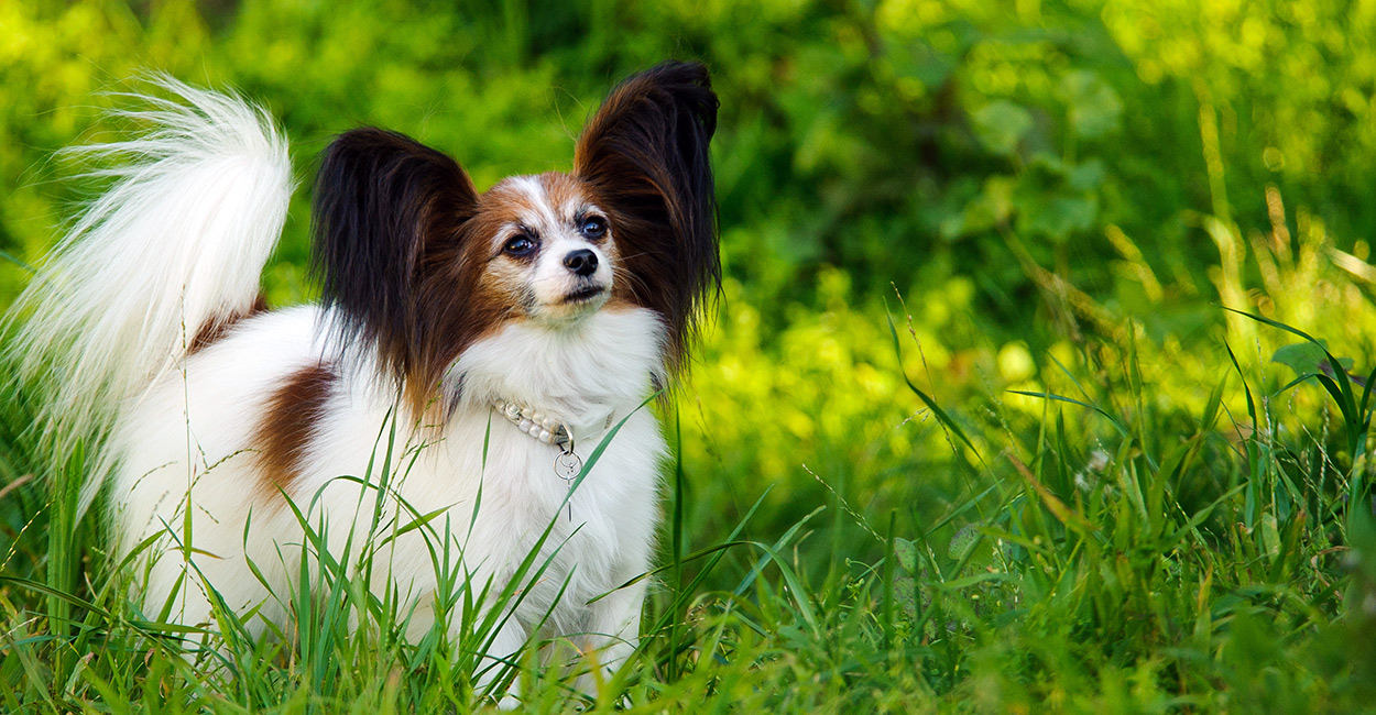 Papillon Dog For Sale