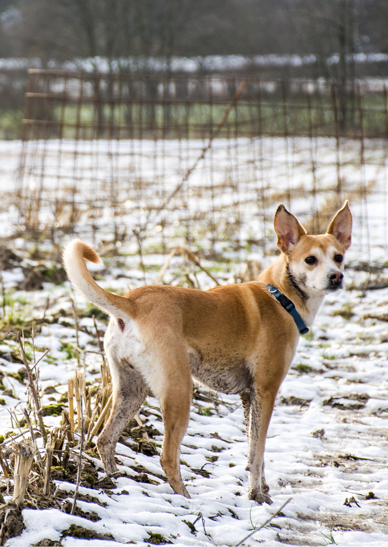 podengo dogs for adoption