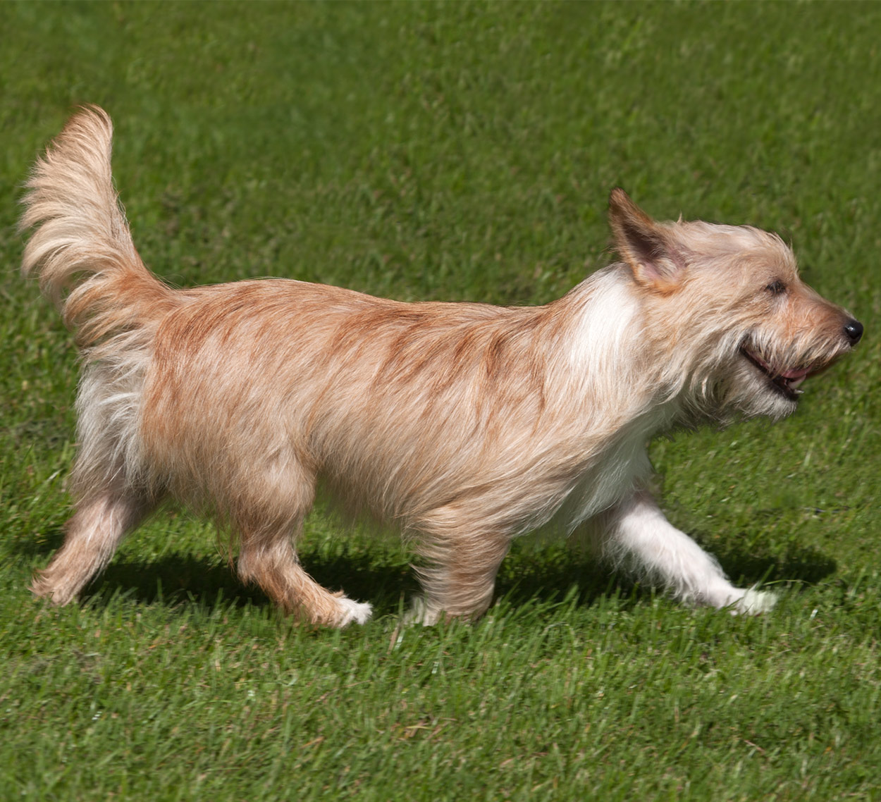 wirehaired portuguese podengo