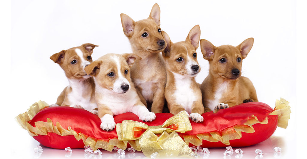 portuguese podengo puppies