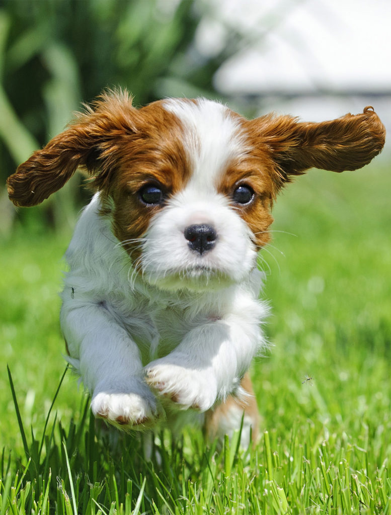 ages and stages in puppy training