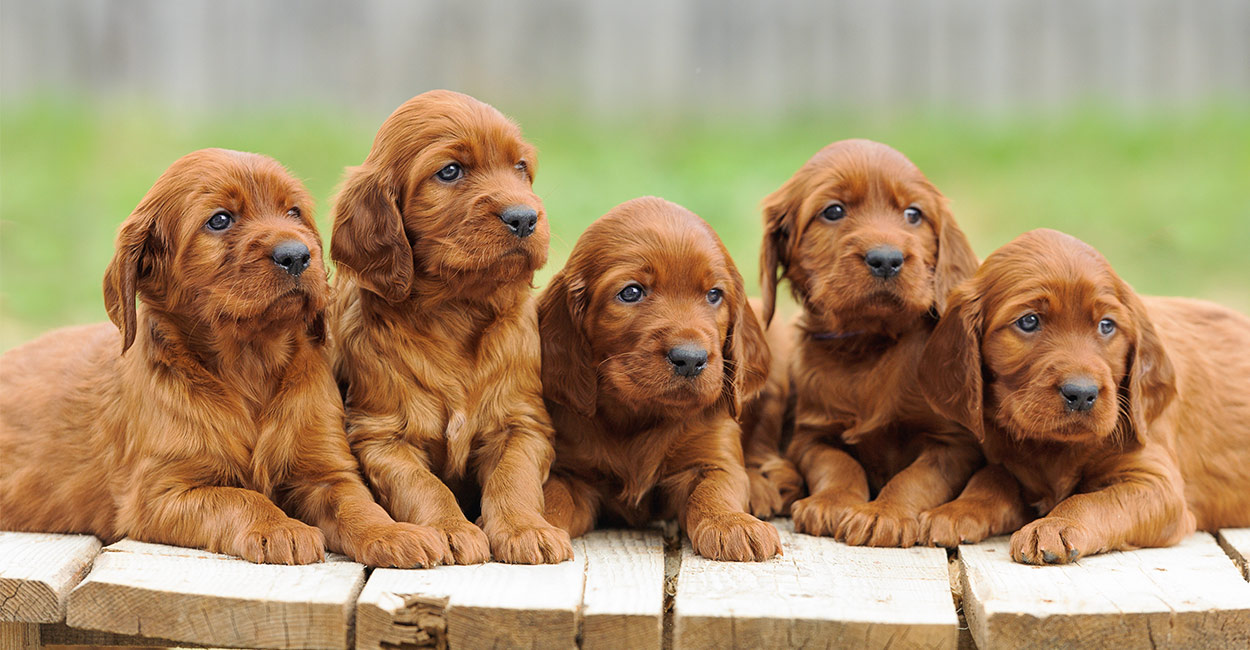 Puppy Training Stages