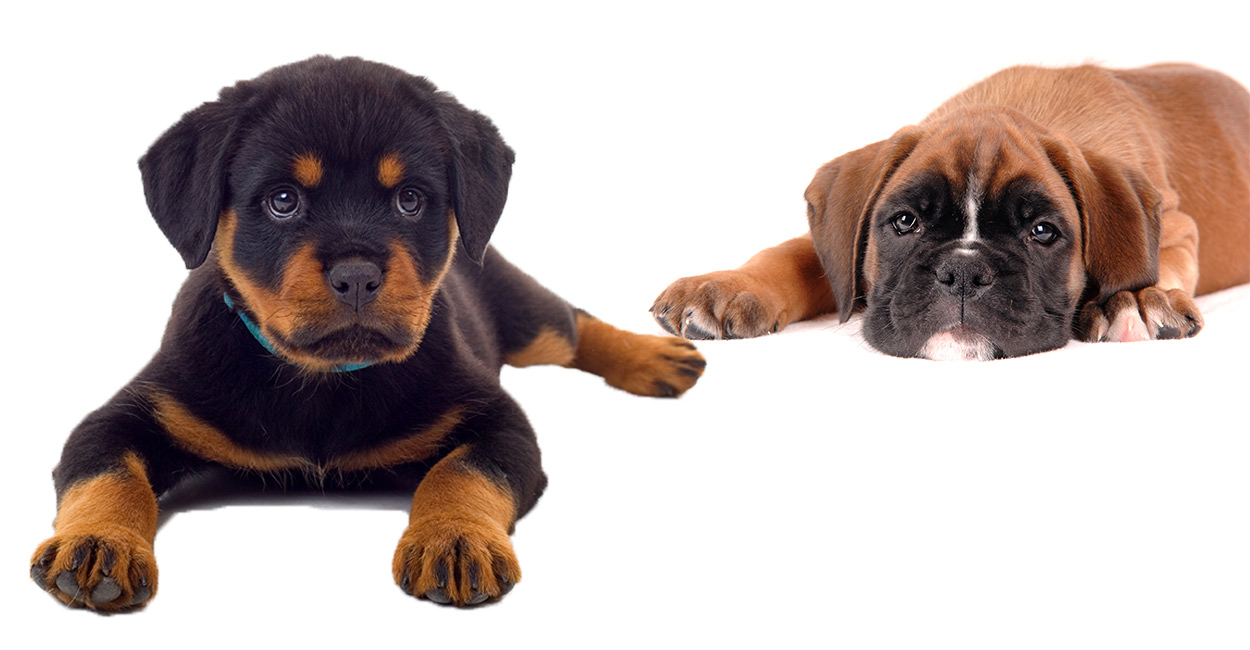 Top 39+ imagen boxer rottweiler mix puppy