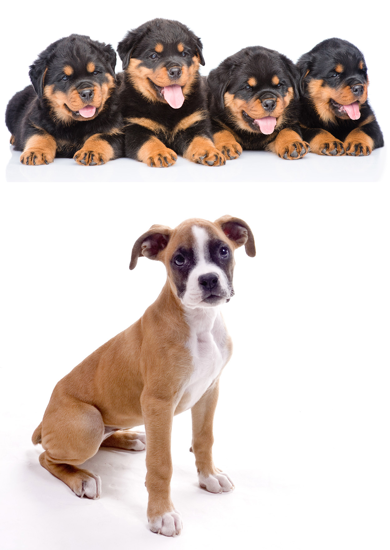 Rottweiler Boxer Mix - Your Guide To The Boxweiler