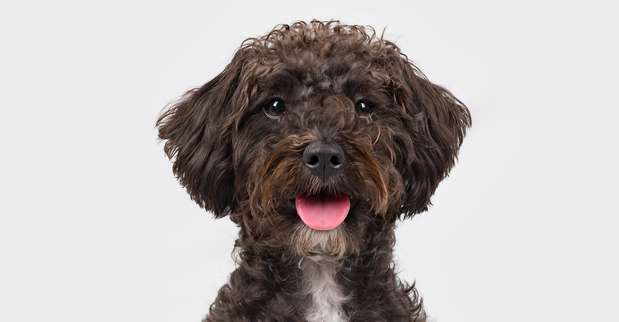 Schnauzer x Poodle = Schnoodle