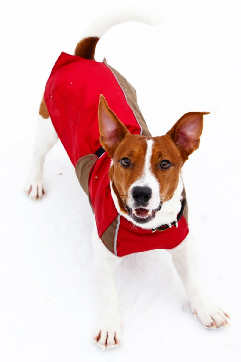 great & small dog coats