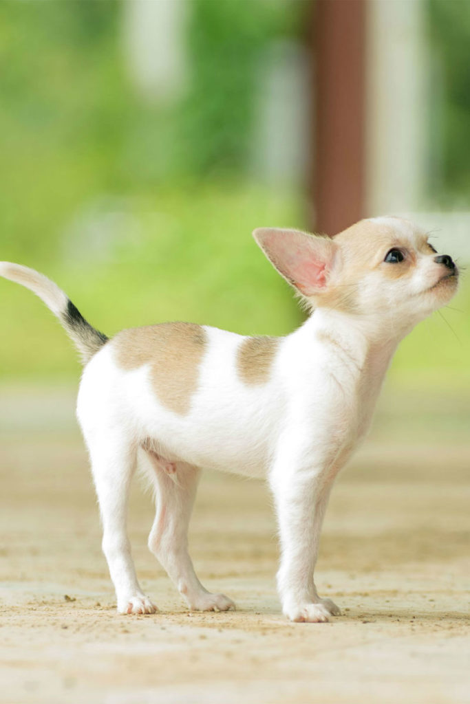 miniature teacup long haired chihuahua