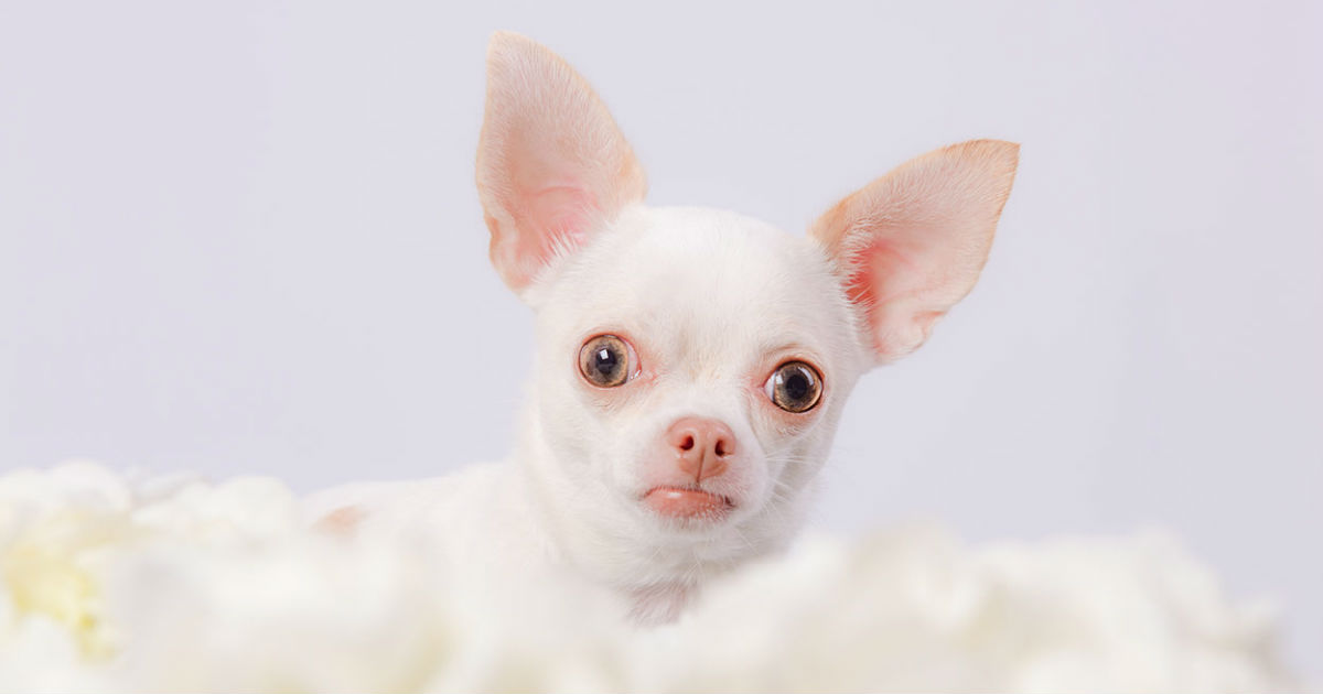 Teacup Chihuahuas