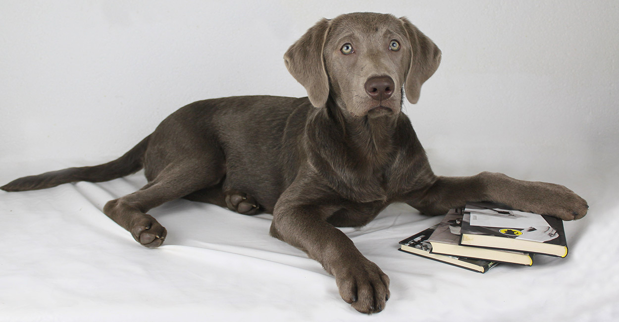 chocolate and silver lab mix