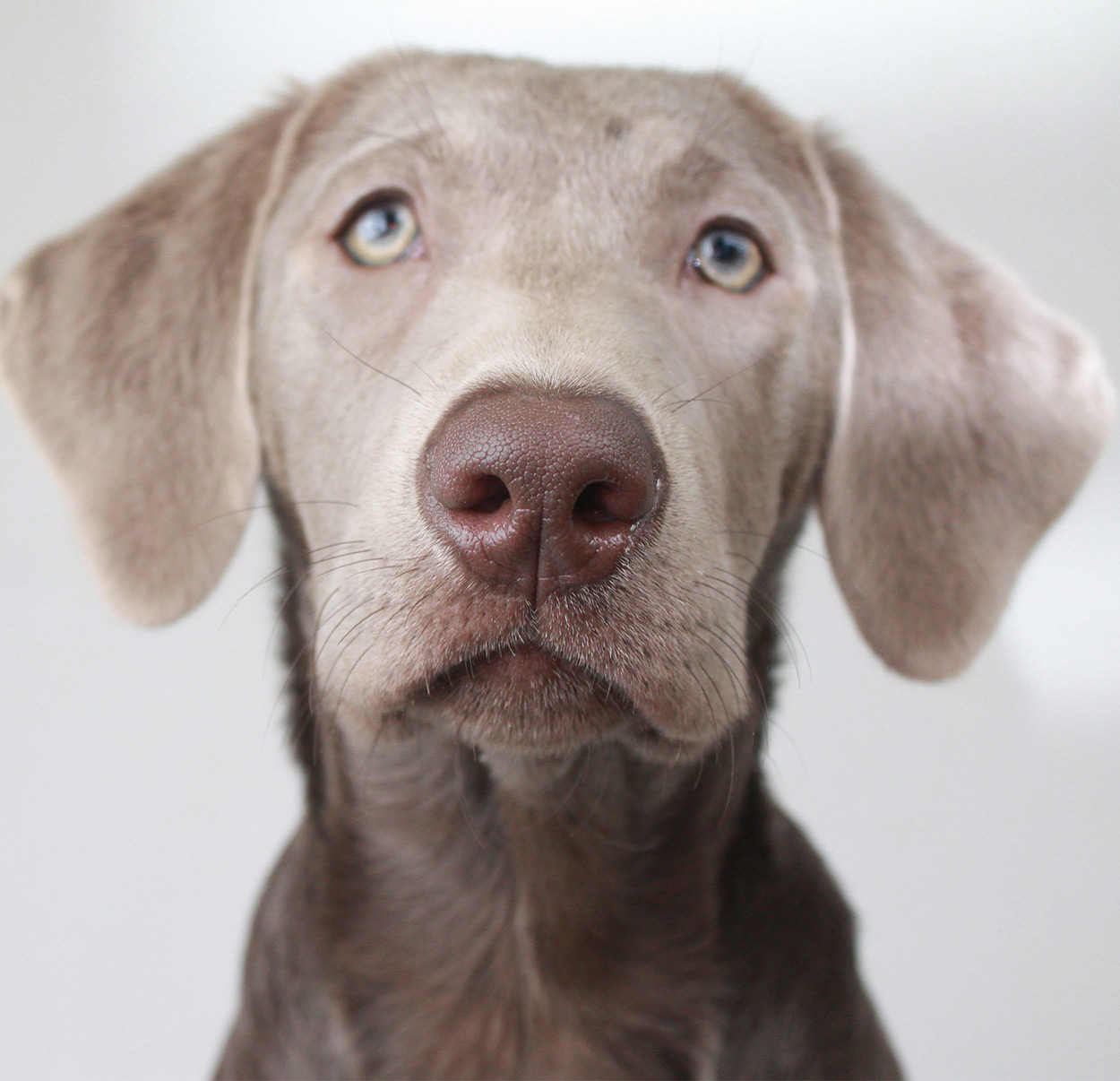 chocolate lab weimaraner mix