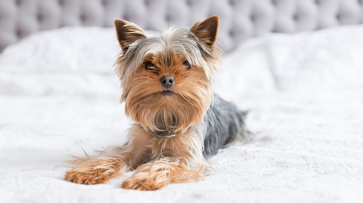 lhasa yorkie