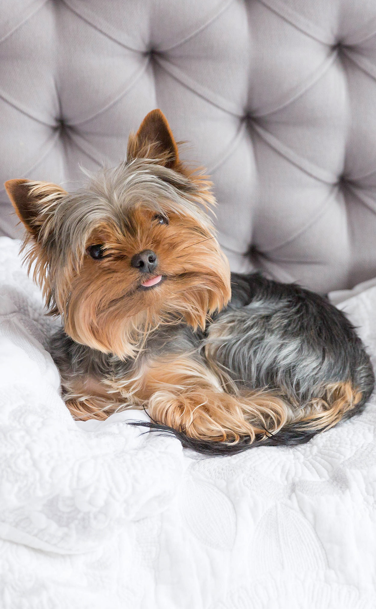 yorkie sleeping in my bed