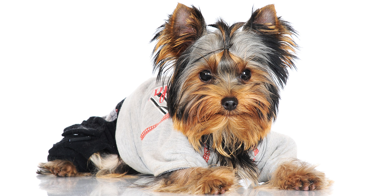 yorkie wear