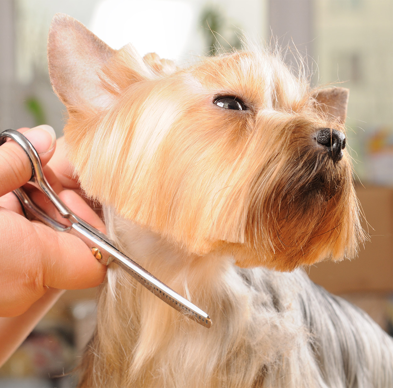 How To Groom Around A Dog's Eyes at David Mayne blog