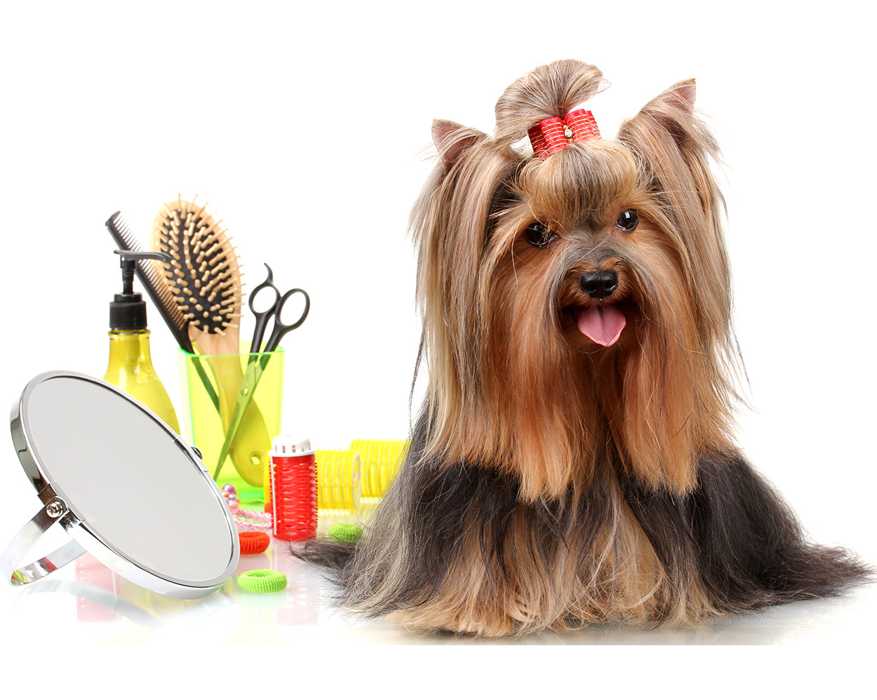 best brush for yorkie hair