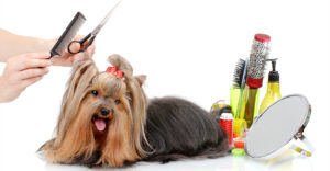 yorkie grooming