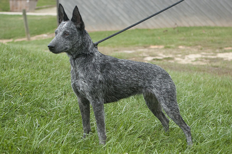 australian dog breeds