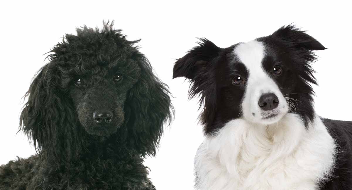 Bordoodle Complete Guide To The Intelligent Border Collie Poodle Mix