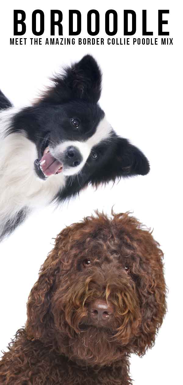 poodle border collie and chinese crested mix