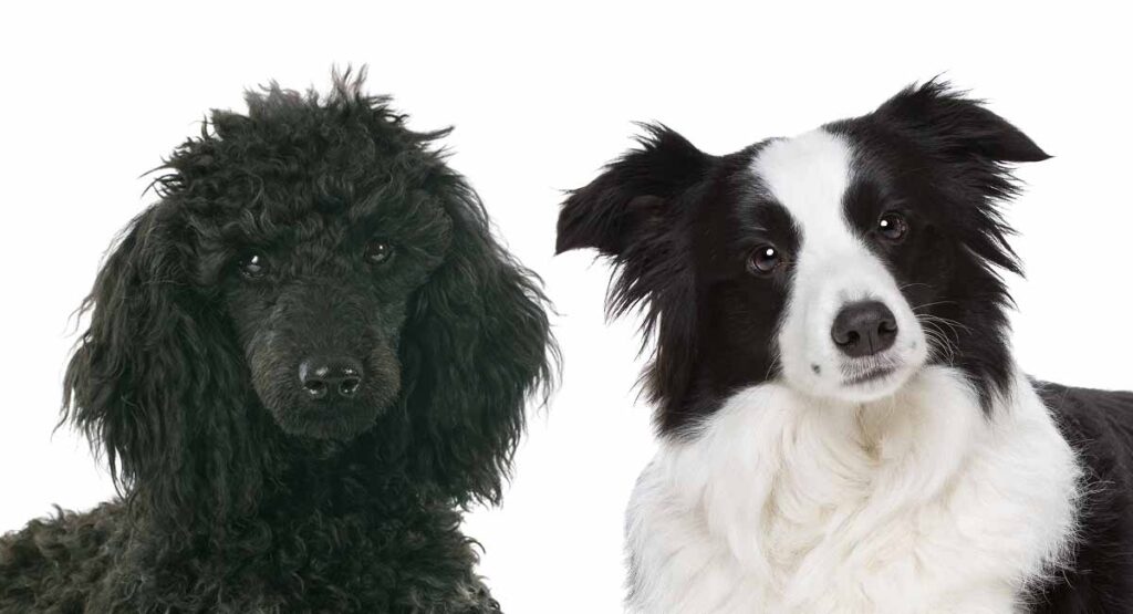 Bordoodle – Complete Guide To The Intelligent Border Collie Poodle Mix