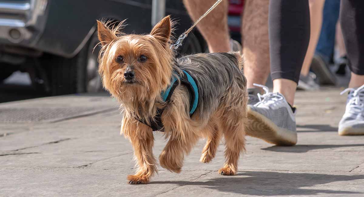 toy size dog harness