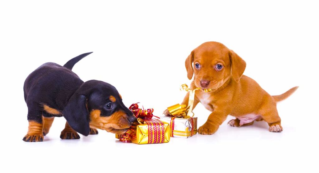 Dachshund Gifts Unique Gift Ideas For Lovers Of Dachshund Dogs