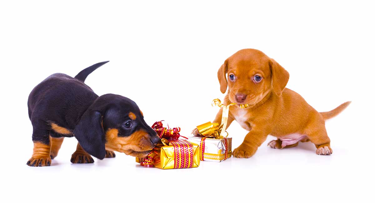 best toys for dachshund puppies