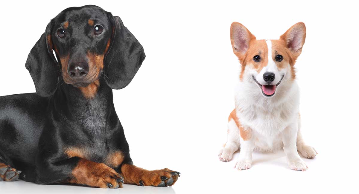 Dorgi Dog Information Center Discover The Dachshund Corgi Mix Breed