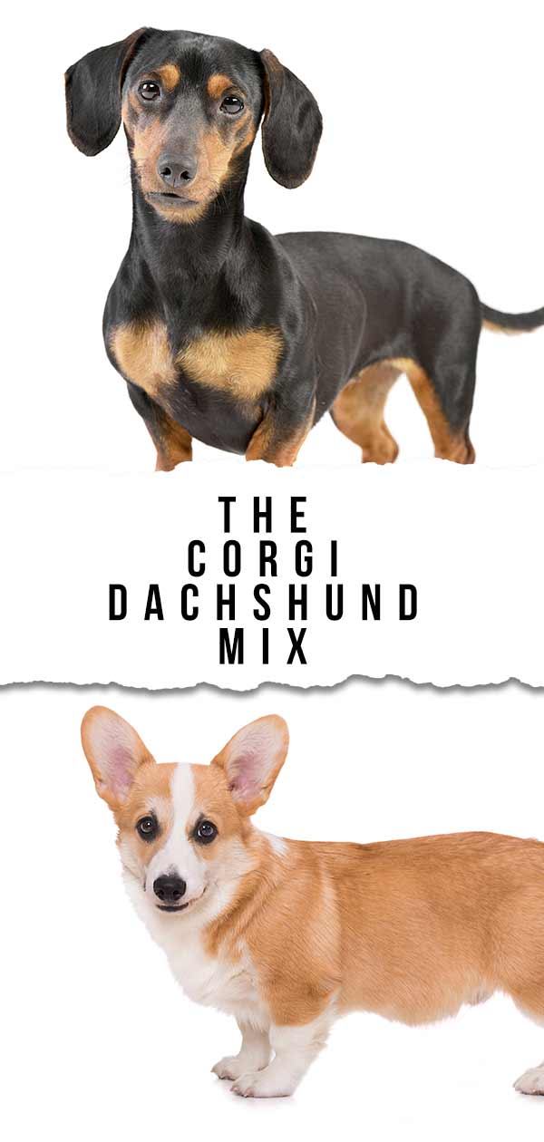 Dorgi Dog Information Center - Discover The Dachshund ...