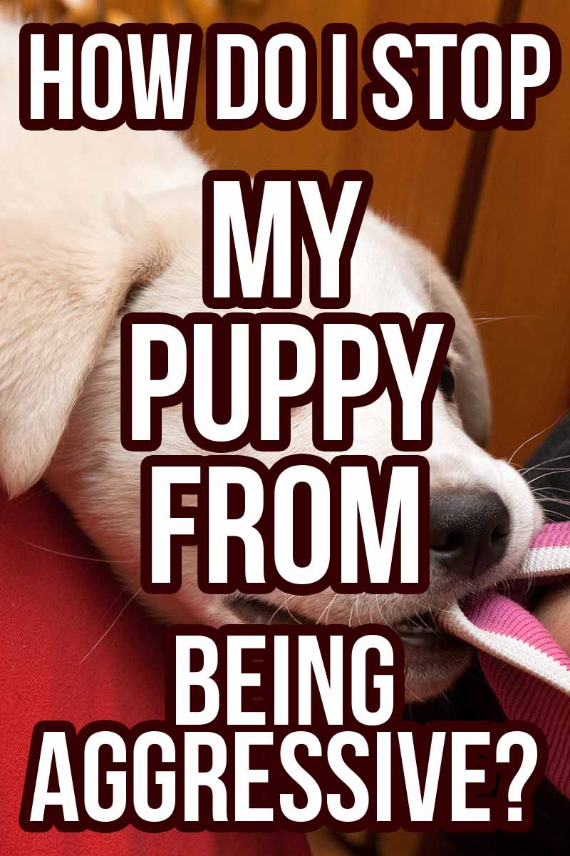 How do I stop my puppy from being aggressive? Helpful training tips from The Happy Puppy Site.