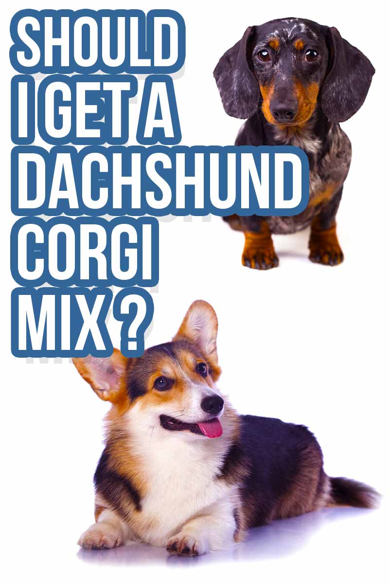 Zal ik een Teckel Corgi mix nemen? - Beoordelingen van gemengde rassen van The Happy Puppy Site.