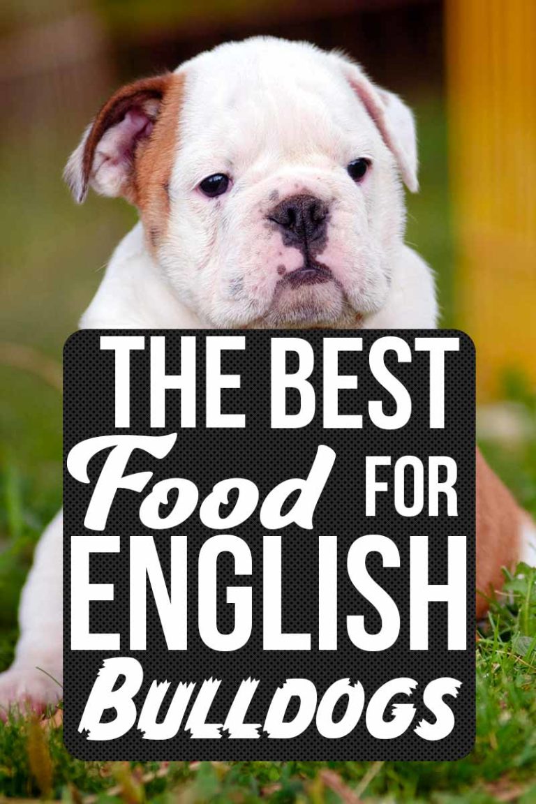 finding-the-best-food-for-english-bulldog-puppies