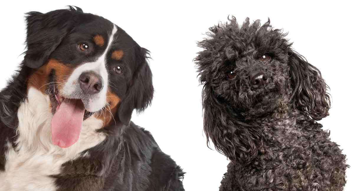 mini tricolor bernedoodle